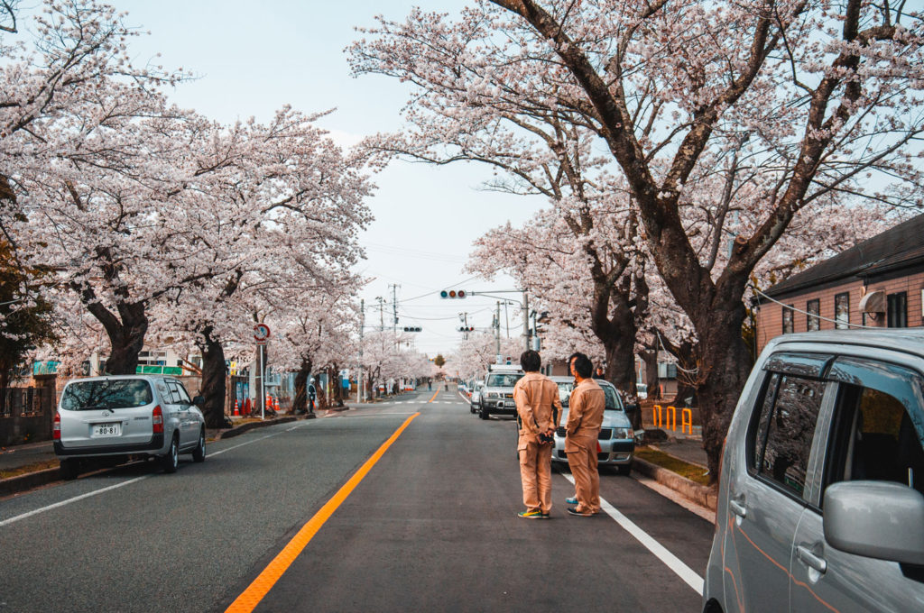 Street In Fukushima with pink sakura flowers in full bloom